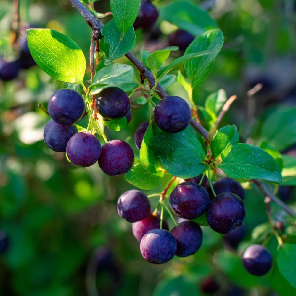 Garden Huckleberry Seeds - 50 Count Packet - Productive Berry Plants for Preserves - Image 2