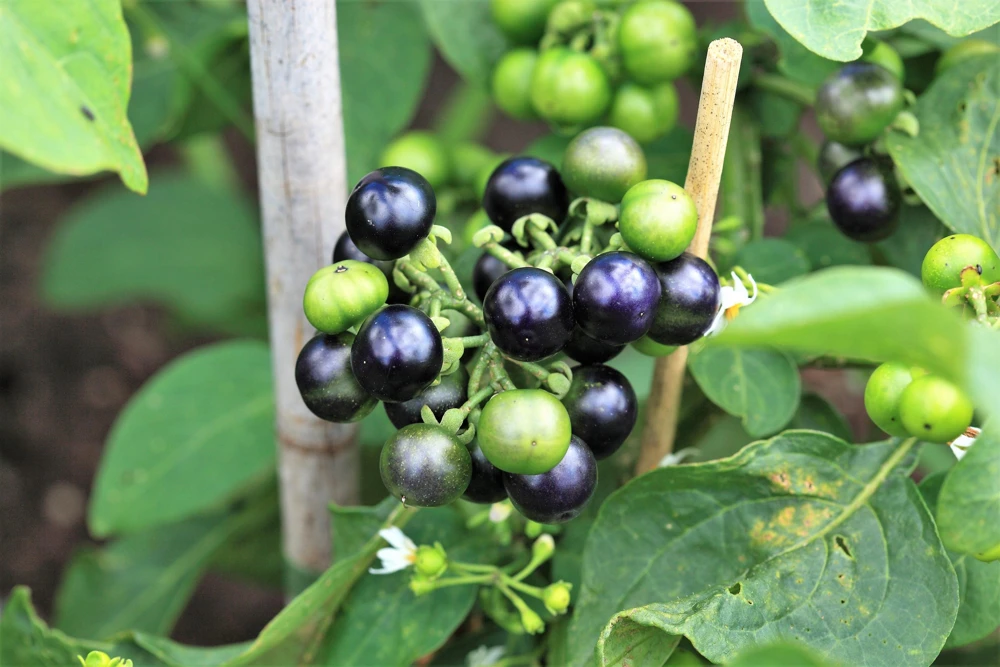 Garden Huckleberry Seeds - Solanum Melanocerasum - Berry Fruit Bush - 100 Seeds - Image 1