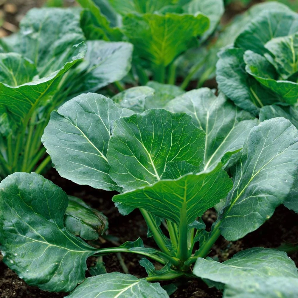 Georgia Southern Collard Seeds - 200 Heirloom Tender Green Seeds - Image 1