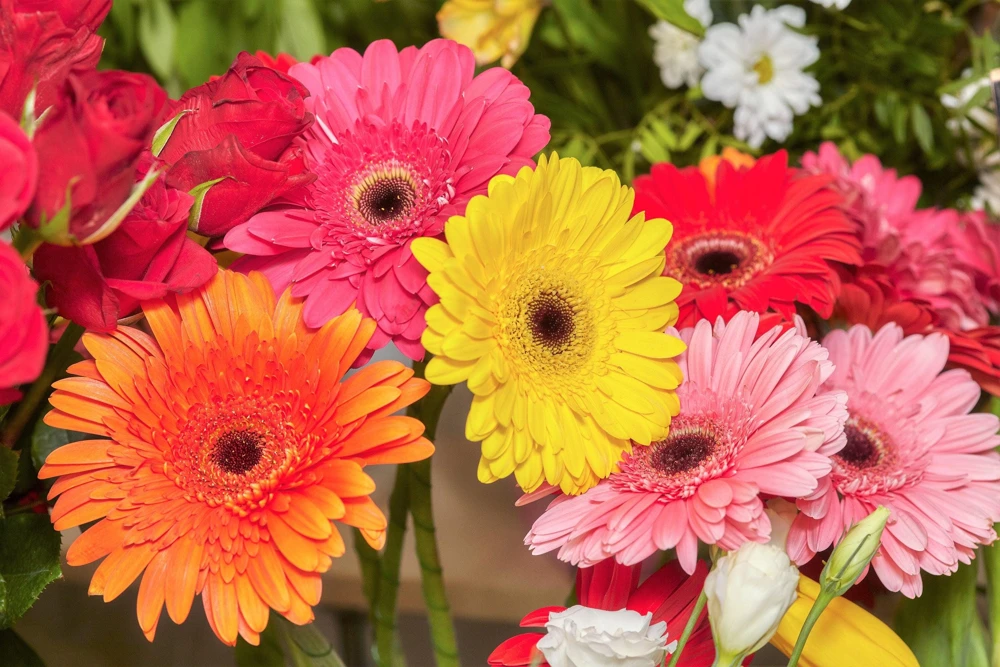 Gerber Daisy Seeds Mix - 20 Count - Mixed Colors - Barberton Daisy Flower Seeds - Image 1