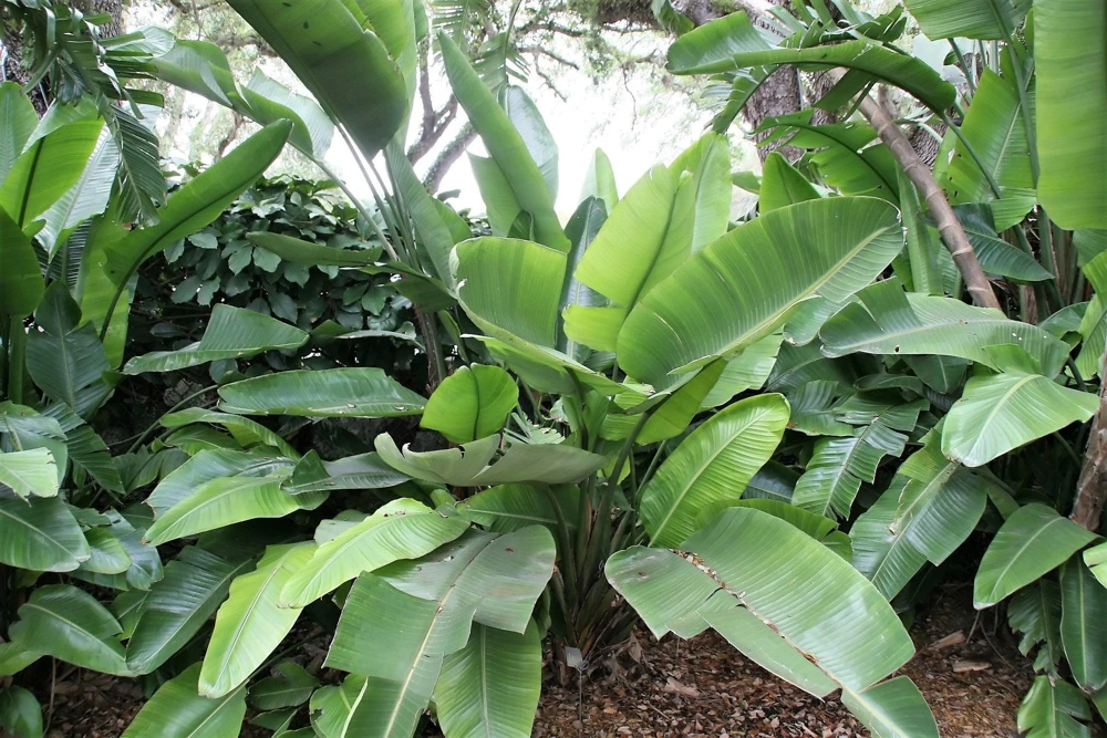 Giant Bird of Paradise Seeds - Strelitzia Nicolai - White Blue Purple Flowers - 5 Seeds - Image 11