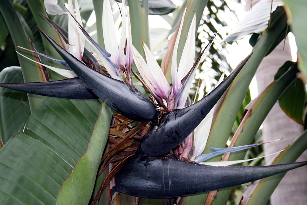 Giant Bird of Paradise Seeds - Strelitzia Nicolai - White Blue Purple Flowers - 5 Seeds - Image 12