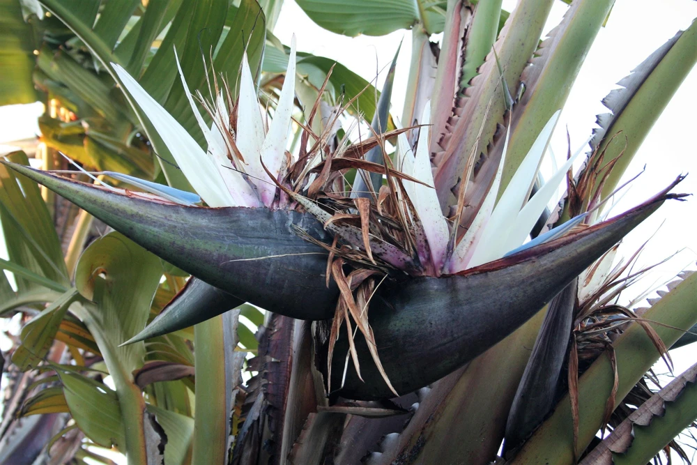 Giant Bird of Paradise Seeds - Strelitzia Nicolai - White Blue Purple Flowers - 5 Seeds - Image 13