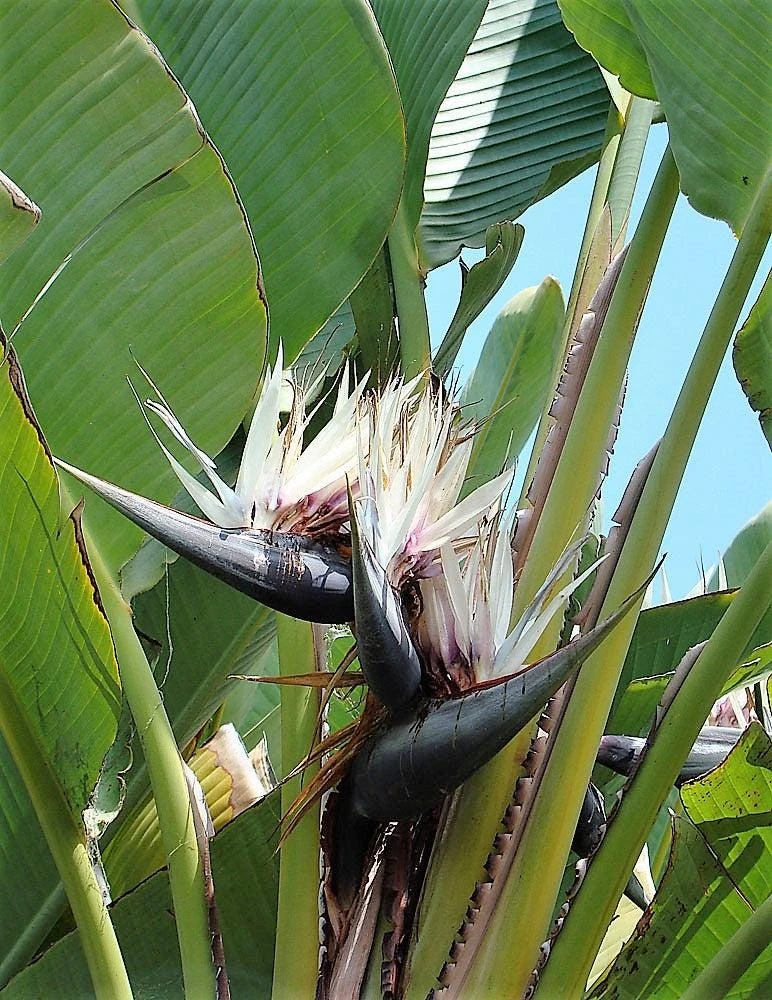 Giant Bird of Paradise Seeds - Strelitzia Nicolai - White Blue Purple Flowers - 5 Seeds - Image 14