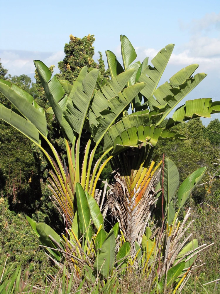 Giant Bird of Paradise Seeds - Strelitzia Nicolai - White Blue Purple Flowers - 5 Seeds - Image 15