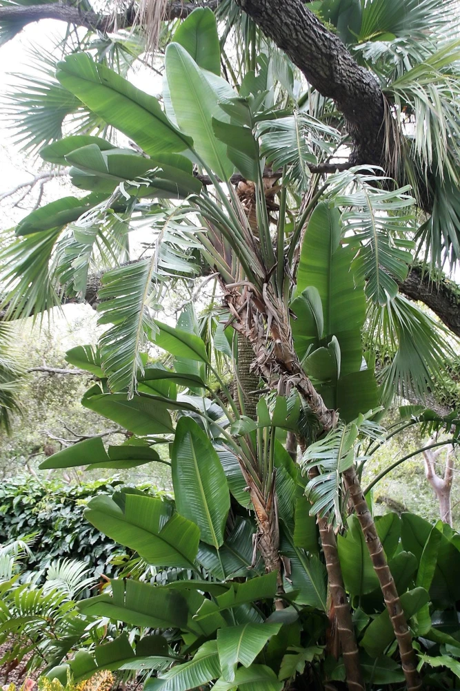 Giant Bird of Paradise Seeds - Strelitzia Nicolai - White Blue Purple Flowers - 5 Seeds - Image 16
