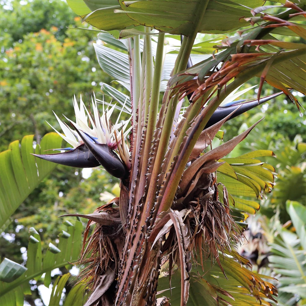 Giant Bird of Paradise Seeds - Strelitzia Nicolai - White Blue Purple Flowers - 5 Seeds - Image 17