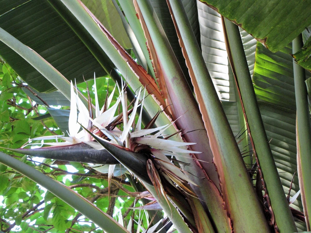 Giant Bird of Paradise Seeds - Strelitzia Nicolai - White Blue Purple Flowers - 5 Seeds - Image 18