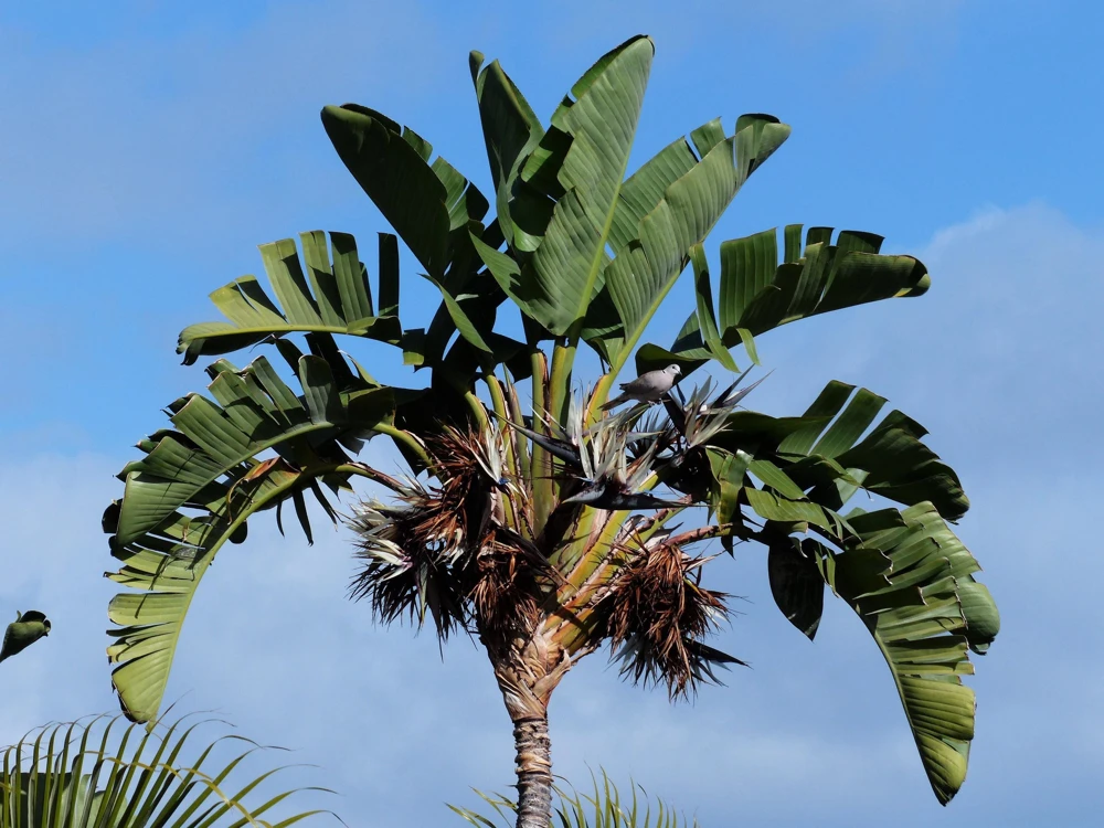 Giant Bird of Paradise Seeds - Strelitzia Nicolai - White Blue Purple Flowers - 5 Seeds - Image 19