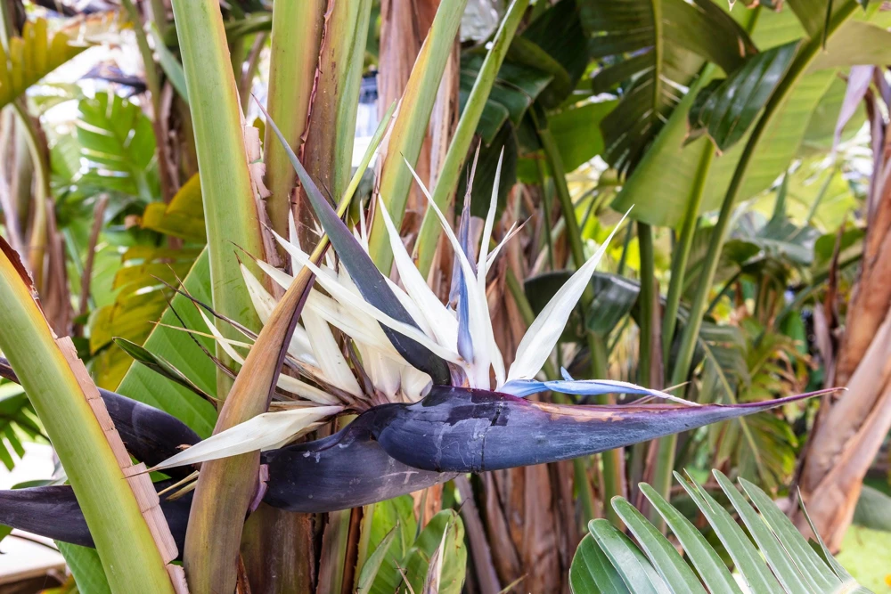 Giant Bird of Paradise Seeds - Strelitzia Nicolai - White Blue Purple Flowers - 5 Seeds - Image 2
