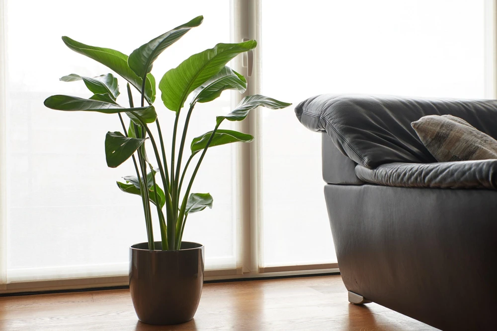 Giant Bird of Paradise Seeds - Strelitzia Nicolai - White Blue Purple Flowers - 5 Seeds - Image 20
