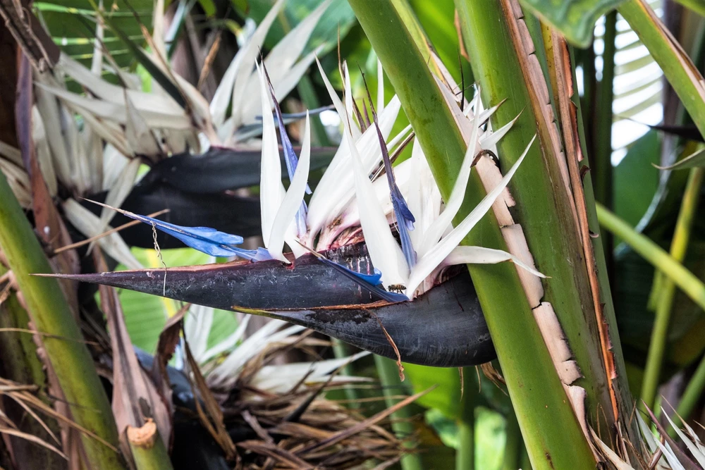 Giant Bird of Paradise Seeds - Strelitzia Nicolai - White Blue Purple Flowers - 5 Seeds - Image 3