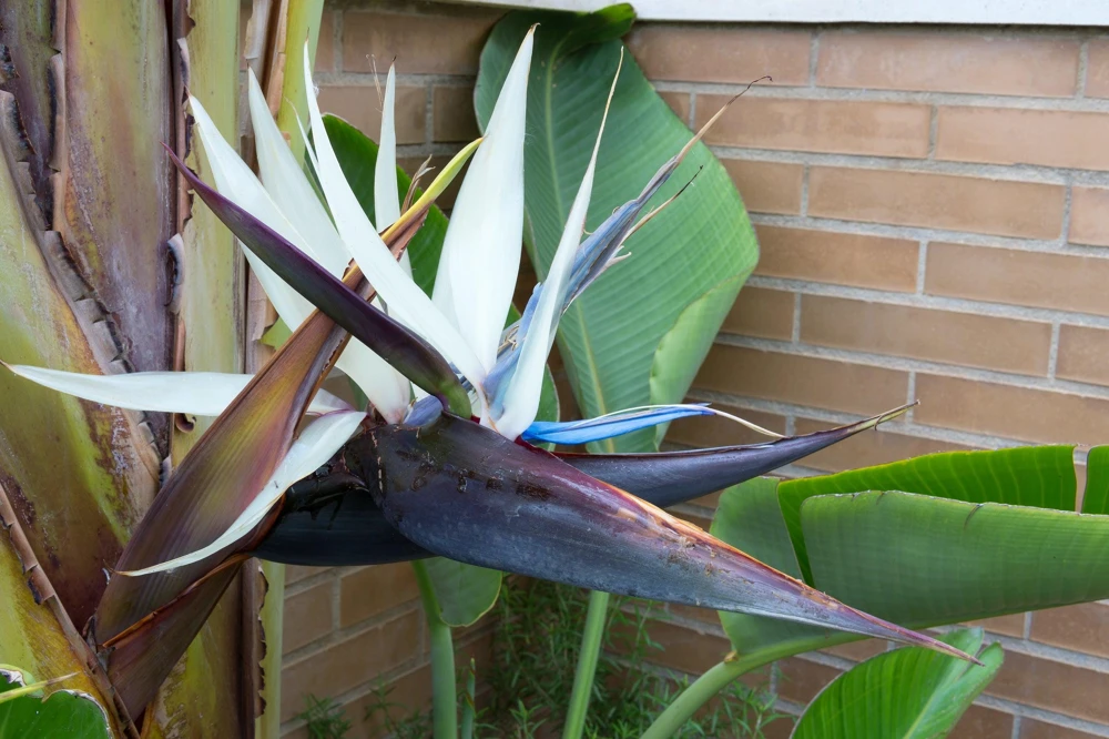Giant Bird of Paradise Seeds - Strelitzia Nicolai - White Blue Purple Flowers - 5 Seeds - Image 5
