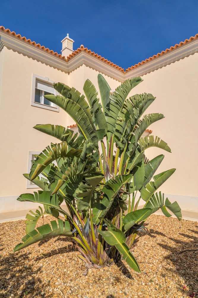 Giant Bird of Paradise Seeds - Strelitzia Nicolai - White Blue Purple Flowers - 5 Seeds - Image 6