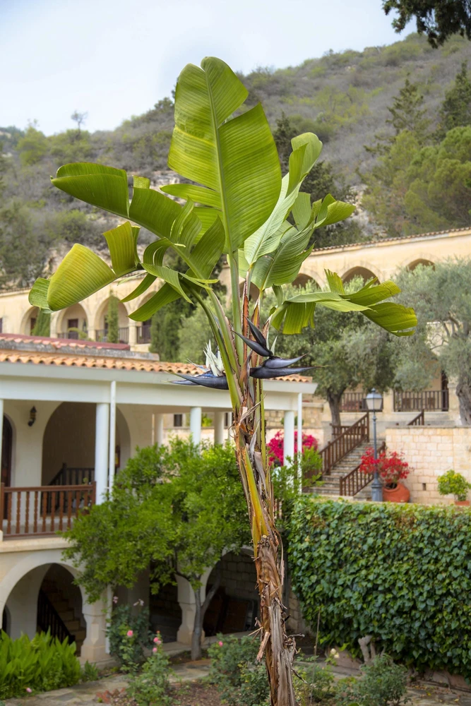 Giant Bird of Paradise Seeds - Strelitzia Nicolai - White Blue Purple Flowers - 5 Seeds - Image 7