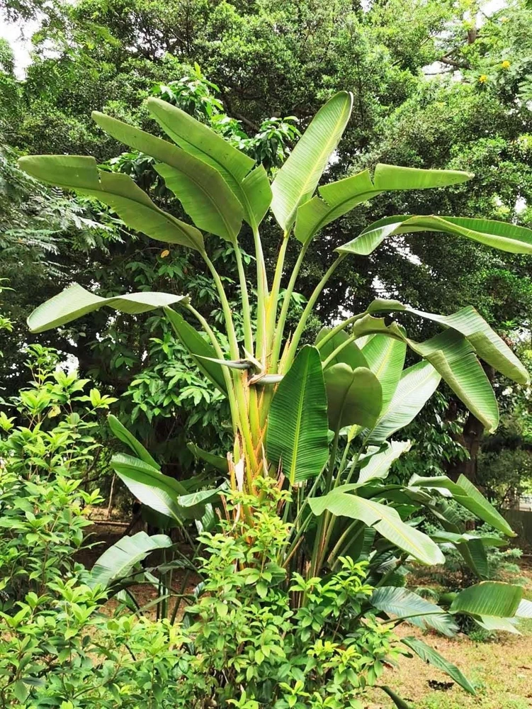 Giant Bird of Paradise Seeds - Strelitzia Nicolai - White Blue Purple Flowers - 5 Seeds - Image 8