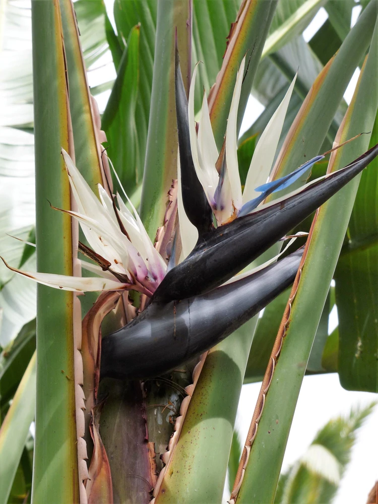 Giant Bird of Paradise Seeds - Strelitzia Nicolai - White Blue Purple Flowers - 5 Seeds - Image 9