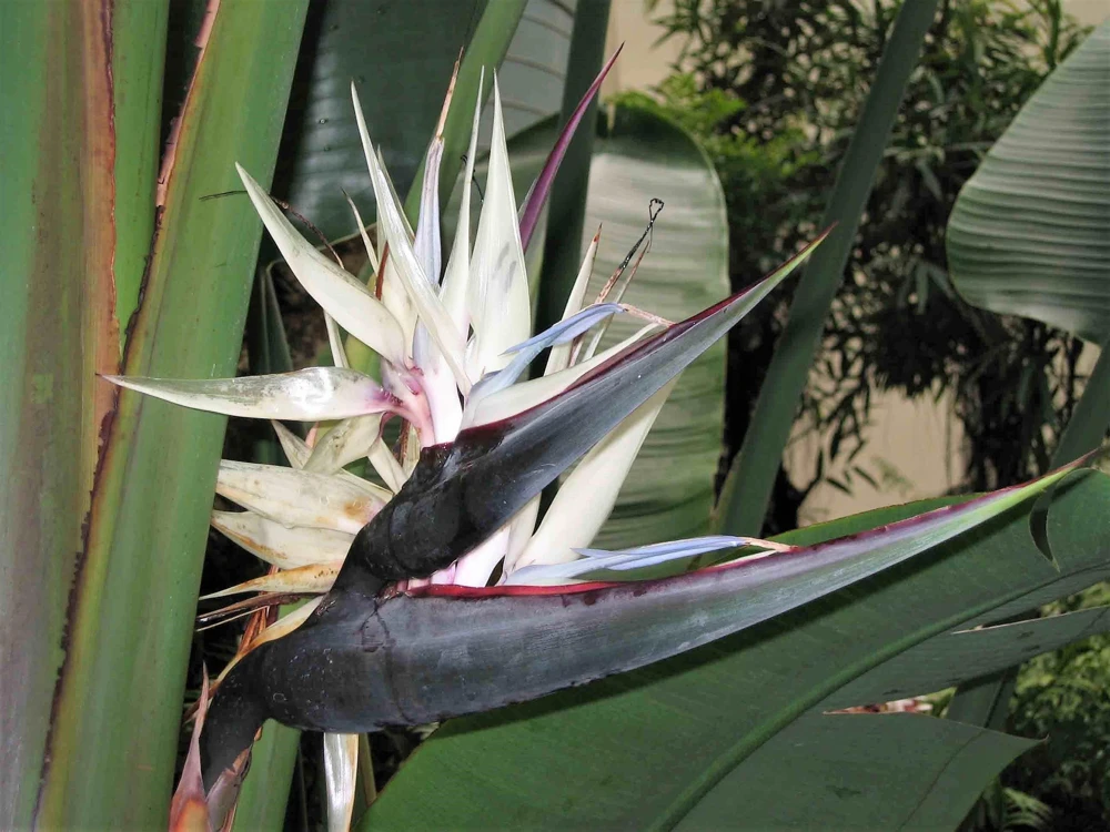 Giant Bird of Paradise Seeds - Strelitzia Nicolai - White Blue Purple Flowers - 5 Seeds - Image 1