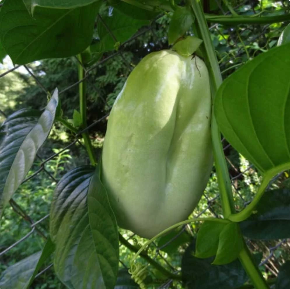 Giant Granadilla Live Fruit Tree - Passiflora Quadrangularis, 1ft Tall, Fruiting Vine - Image 1