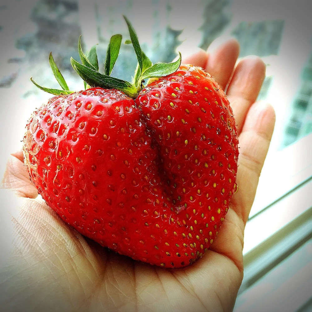 Giant Strawberry Seeds - 15 June Bearing Fragaria spp Red Fruit - Image 1