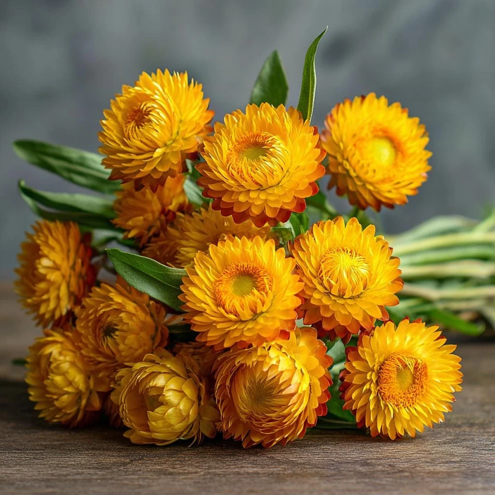 Golden Yellow Strawflower Seeds - 50 Count - Everlasting Bright Blooms - Image 2