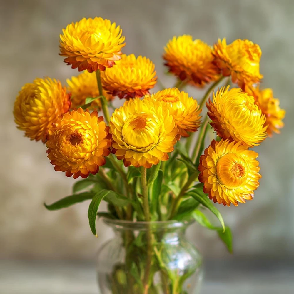 Golden Yellow Strawflower Seeds - 50 Count - Everlasting Bright Blooms - Image 3