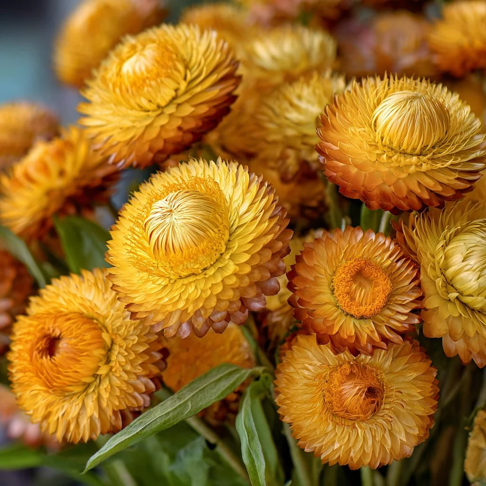Golden Yellow Strawflower Seeds - 50 Count - Everlasting Bright Blooms - Image 4