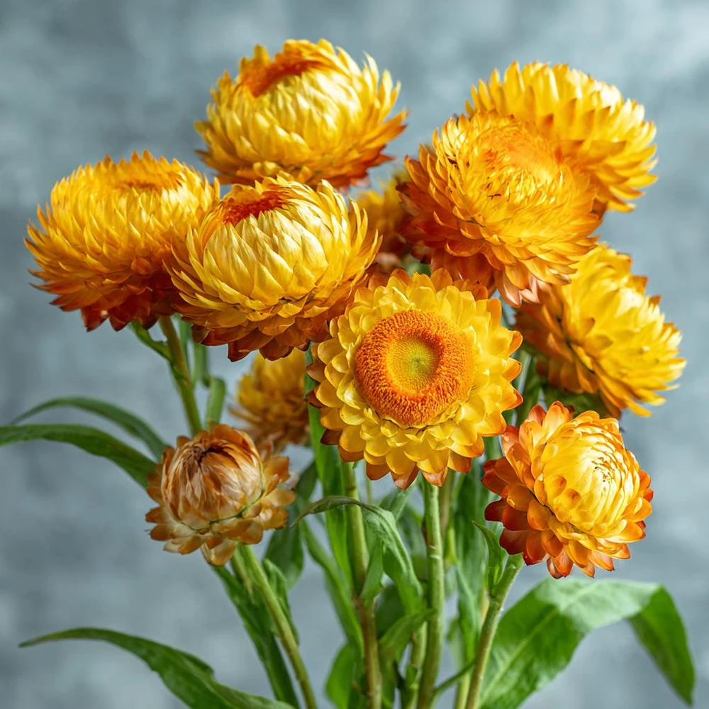 Golden Yellow Strawflower Seeds - 50 Count - Everlasting Bright Blooms - Image 1