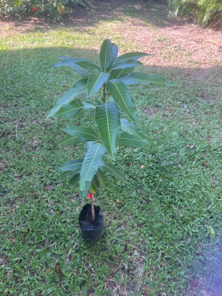 Grafted Edward Mango Tree: Sweet Tropical Fruit Tree (2ft Tall) - Image 2