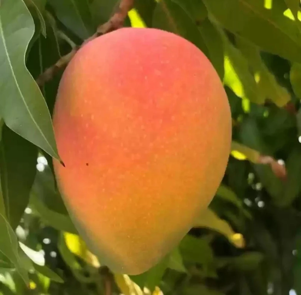 Grafted Edward Mango Tree: Sweet Tropical Fruit Tree (2ft Tall) - Image 3