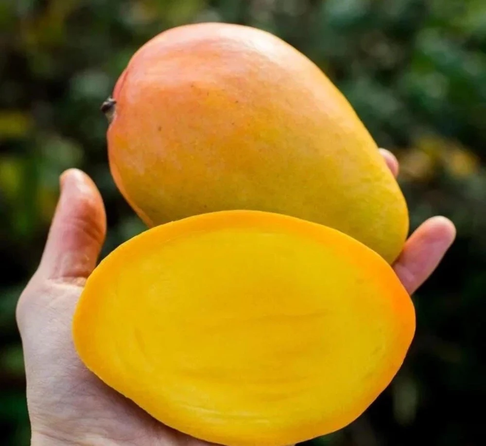 Grafted Edward Mango Tree: Sweet Tropical Fruit Tree (2ft Tall) - Image 4
