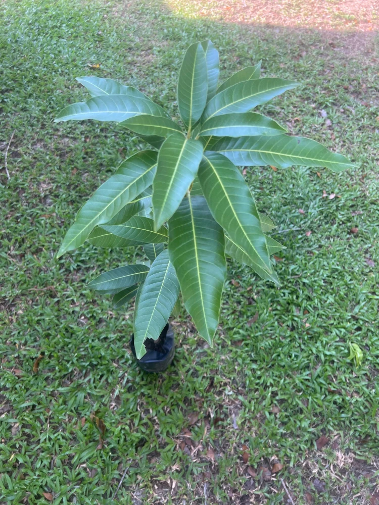 Grafted Edward Mango Tree: Sweet Tropical Fruit Tree (2ft Tall) - Image 1
