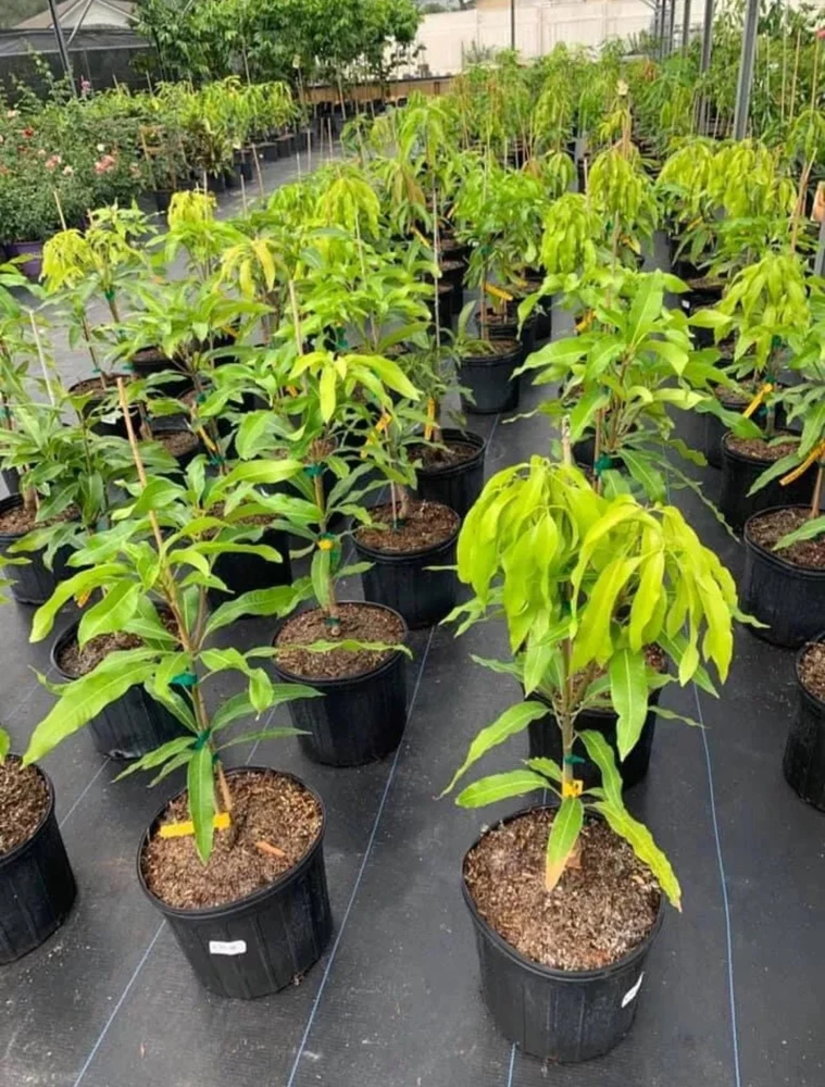 Grafted Julie Mango Tree Live Plant, 2-3 ft Tall, Tropical Fruit - Image 1