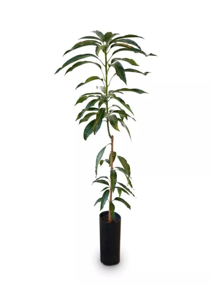 Grafted Lemon Zest Mango Tree Live Plant – 2ft Tall – Irwin Cultivar - Image 1