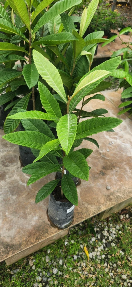Grafted Loquat Tree (Golden Nugget) Live Fruit Plant 2-3ft Tall Outdoor - Image 1