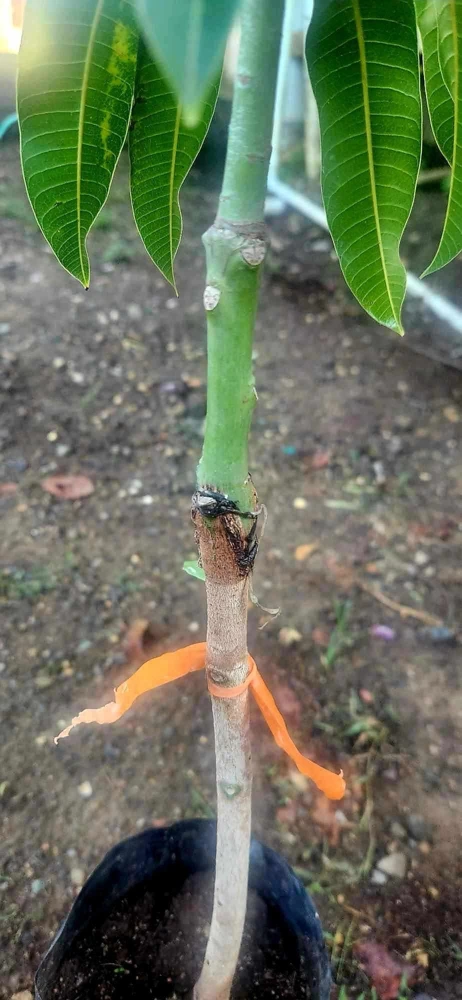 Grafted Rapoza Mango Tree Live Plant - Tropical Fruit, 1-2 ft Tall - Image 1