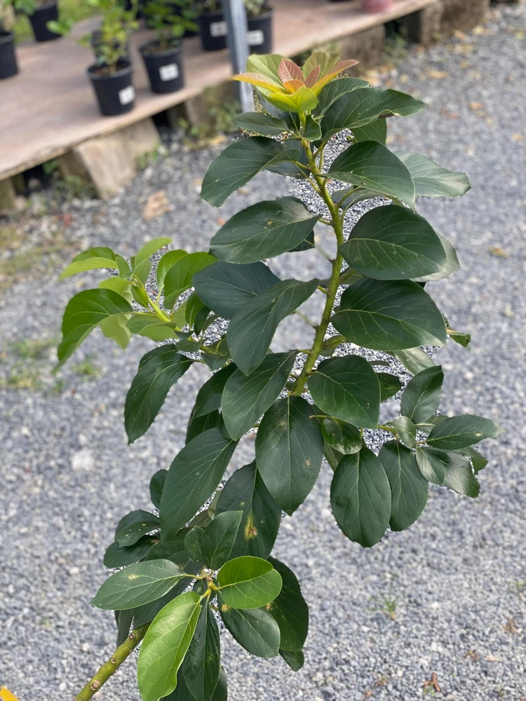 Grafted Reed Avocado Live Tree (30-48in) – Outdoor Fruit Tree - Image 1