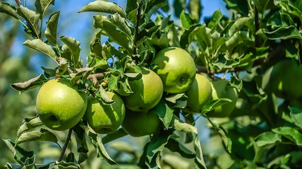 Granny Smith Apple Tree Live Plant – 2.5+ Ft Tall – Outdoor Fruit Tree - Image 1