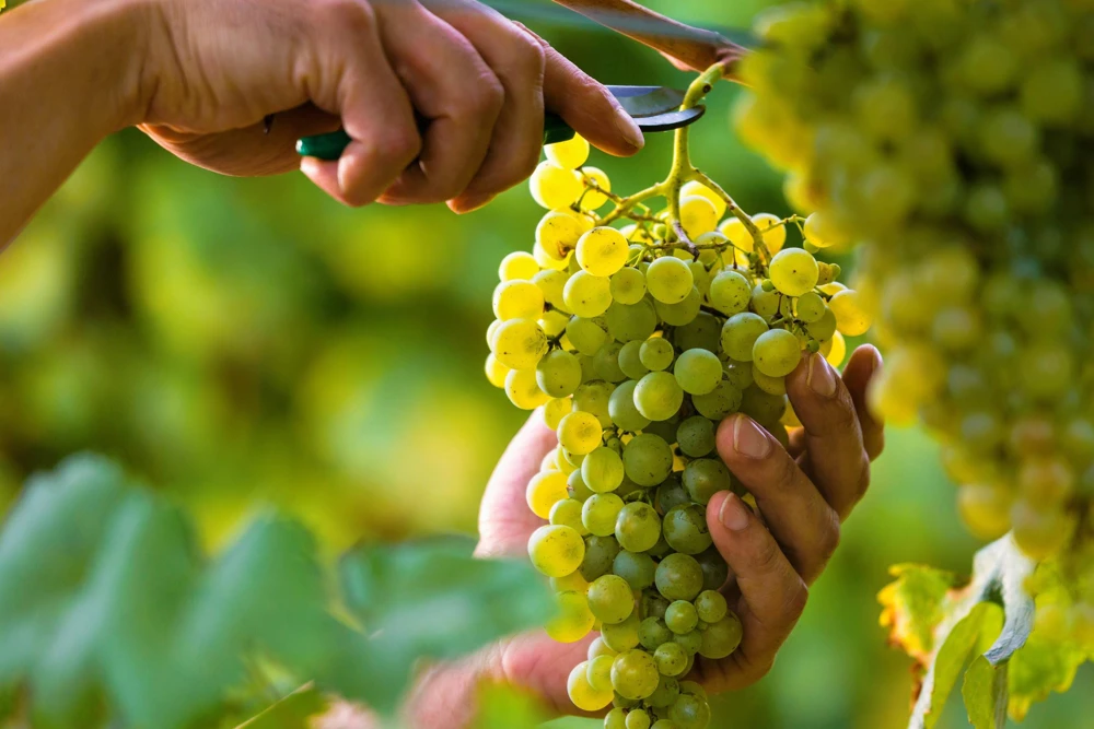 Green Grape Seeds (Vitis Vinifera) - 50 Count Fruit Vine Seeds for Planting - Image 2