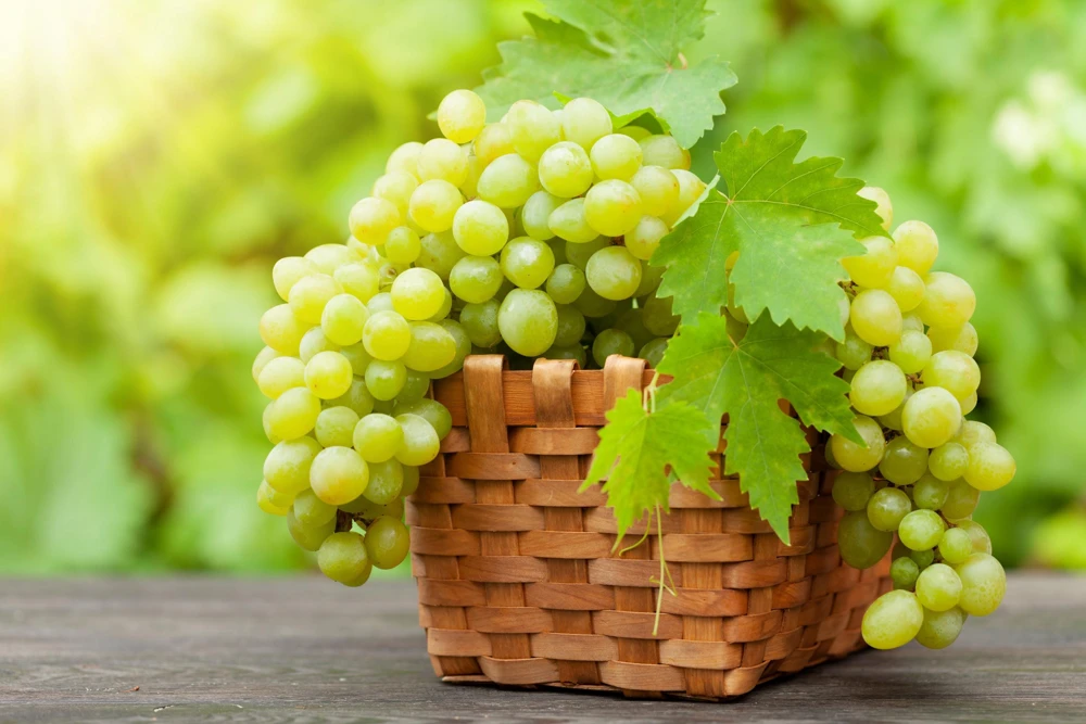 Green Grape Seeds (Vitis Vinifera) - 50 Count Fruit Vine Seeds for Planting - Image 3