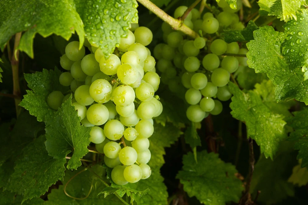 Green Grape Seeds (Vitis Vinifera) - 50 Count Fruit Vine Seeds for Planting - Image 6