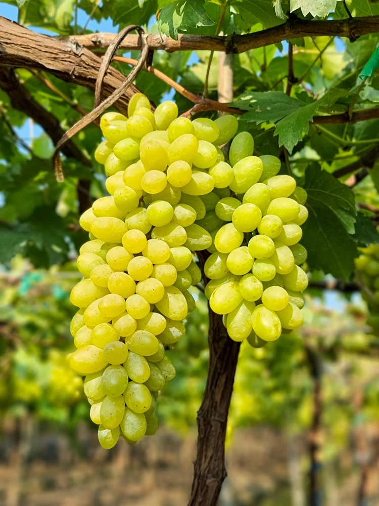Green Grape Seeds (Vitis Vinifera) - 50 Count Fruit Vine Seeds for Planting - Image 1