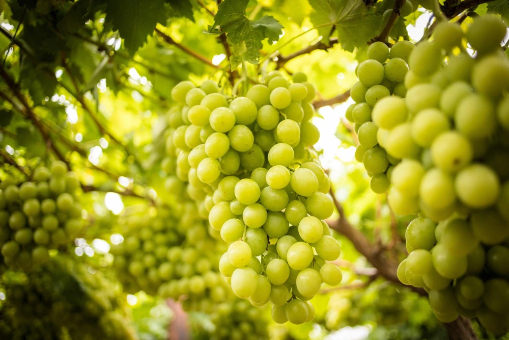Green Grape Seeds (Vitis Vinifera) - 50 Count Fruit Vine Seeds for Planting - Image 9