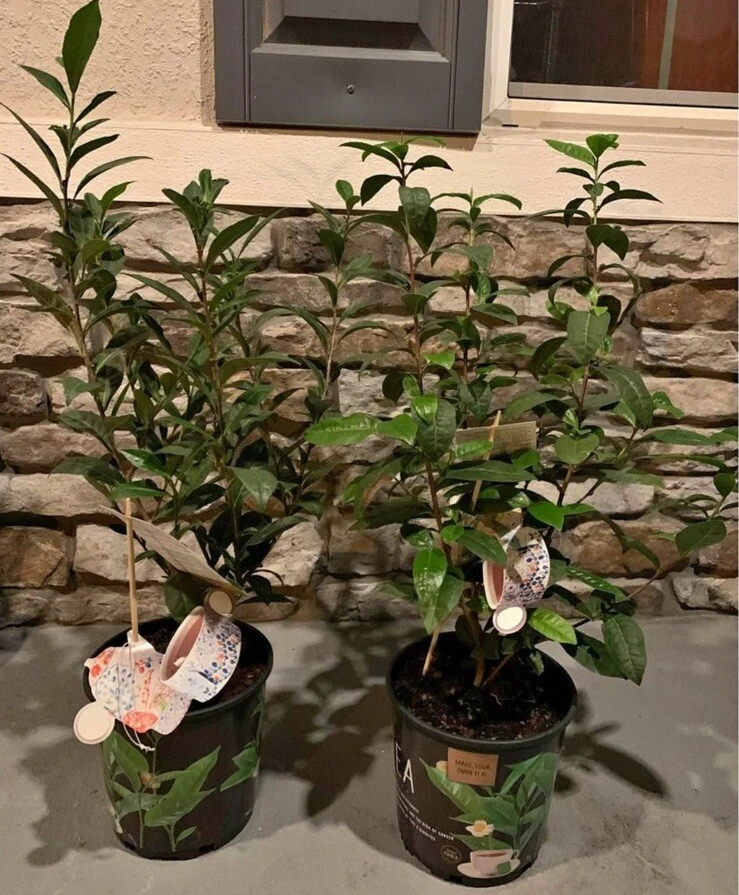 Green Tea Plant Live Potted - Camellia sinensis - Indoor/Outdoor - Image 1