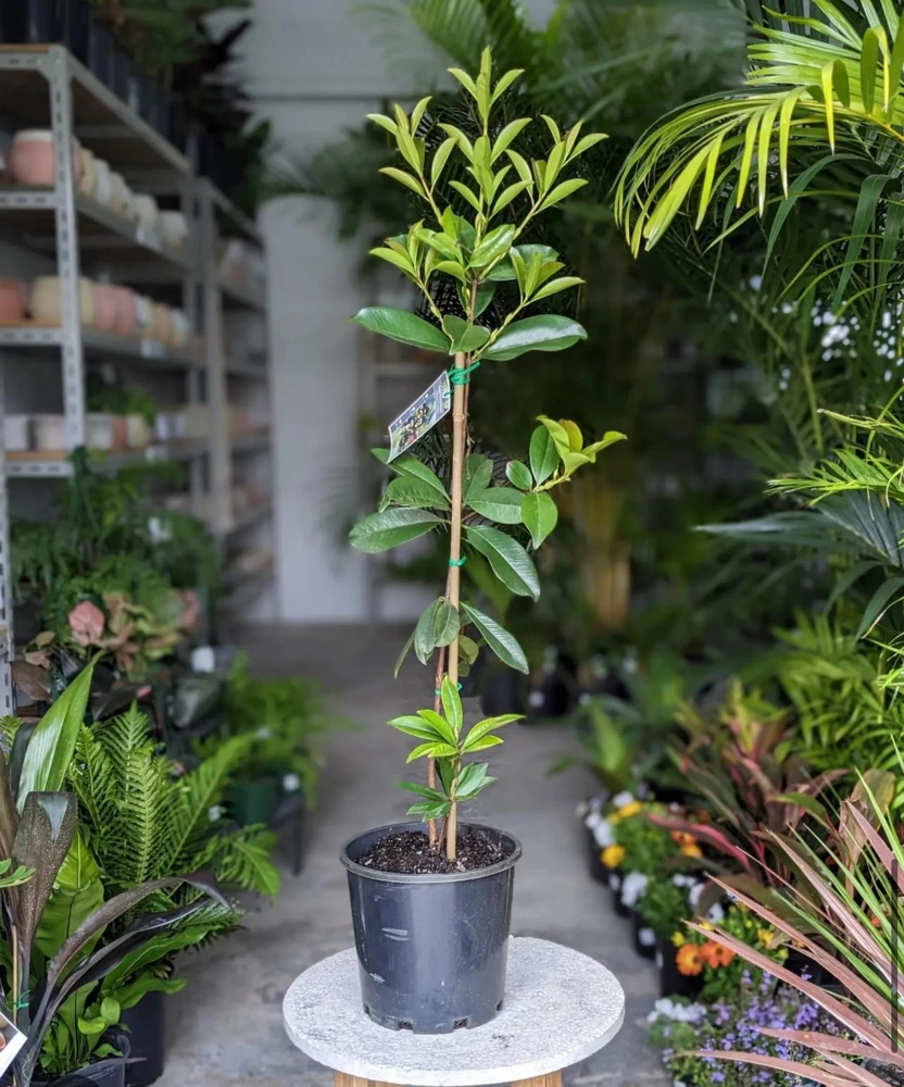 Grumichama Live Tropical Fruit Tree (Eugenia brasiliensis) 2-3ft - Image 1
