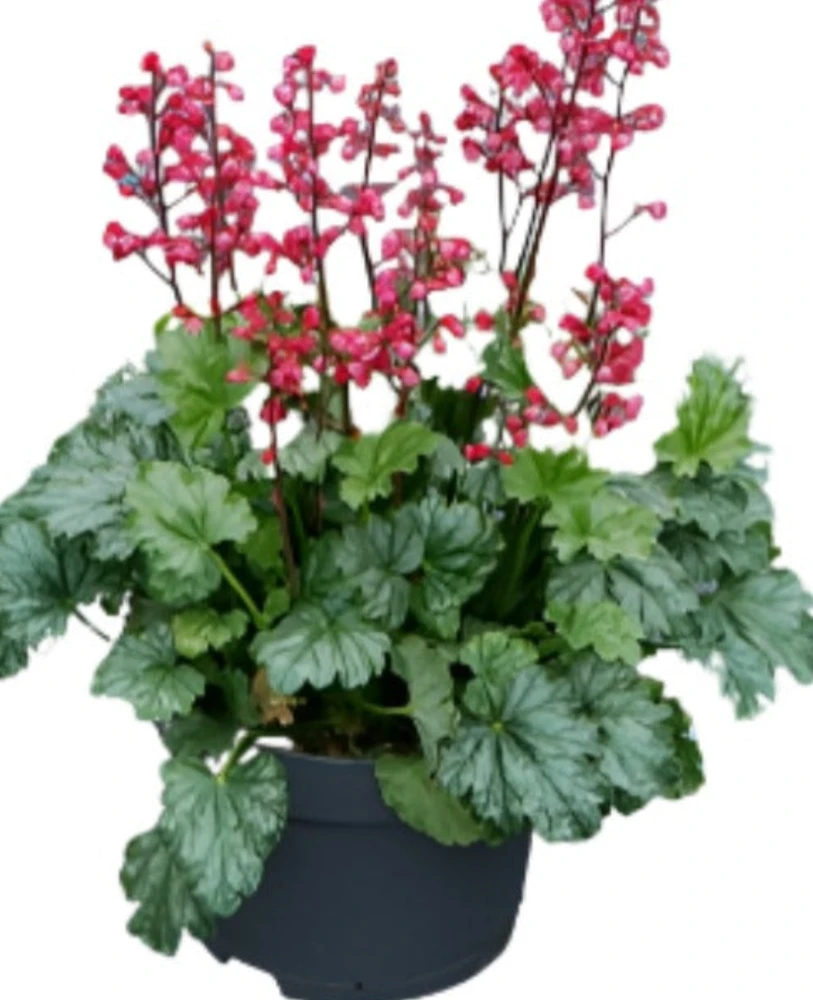 Heuchera Peppermint Spice 1 Gallon Coral Bells Live Plant - Alum Root Pink Flower - Image 1