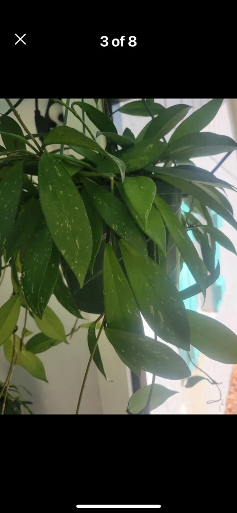 Hoya House Plant 2 Cuttings - Live Plant, Potted, Indoor - Image 1