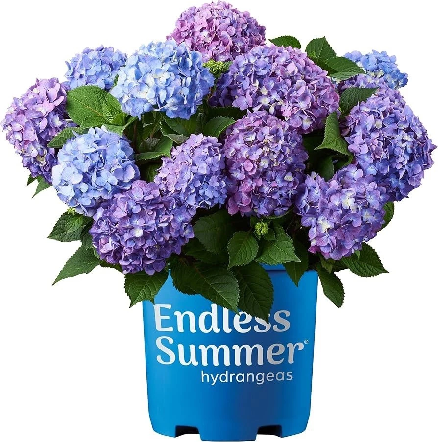 Hydrangea Live Plant – Flowering Shrub for Garden & Landscape - Image 1