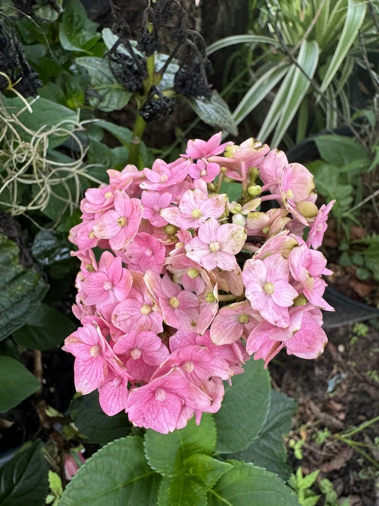 Hydrangea Macrophylla Live Plant - Vibrant Outdoor Shrub - Image 1