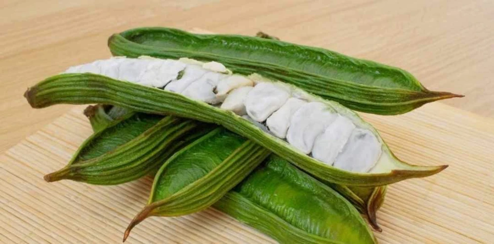 Ice Cream Bean Tree Live Plant - Inga Edulis - 3ft Tall - Fruit Tree - Image 1